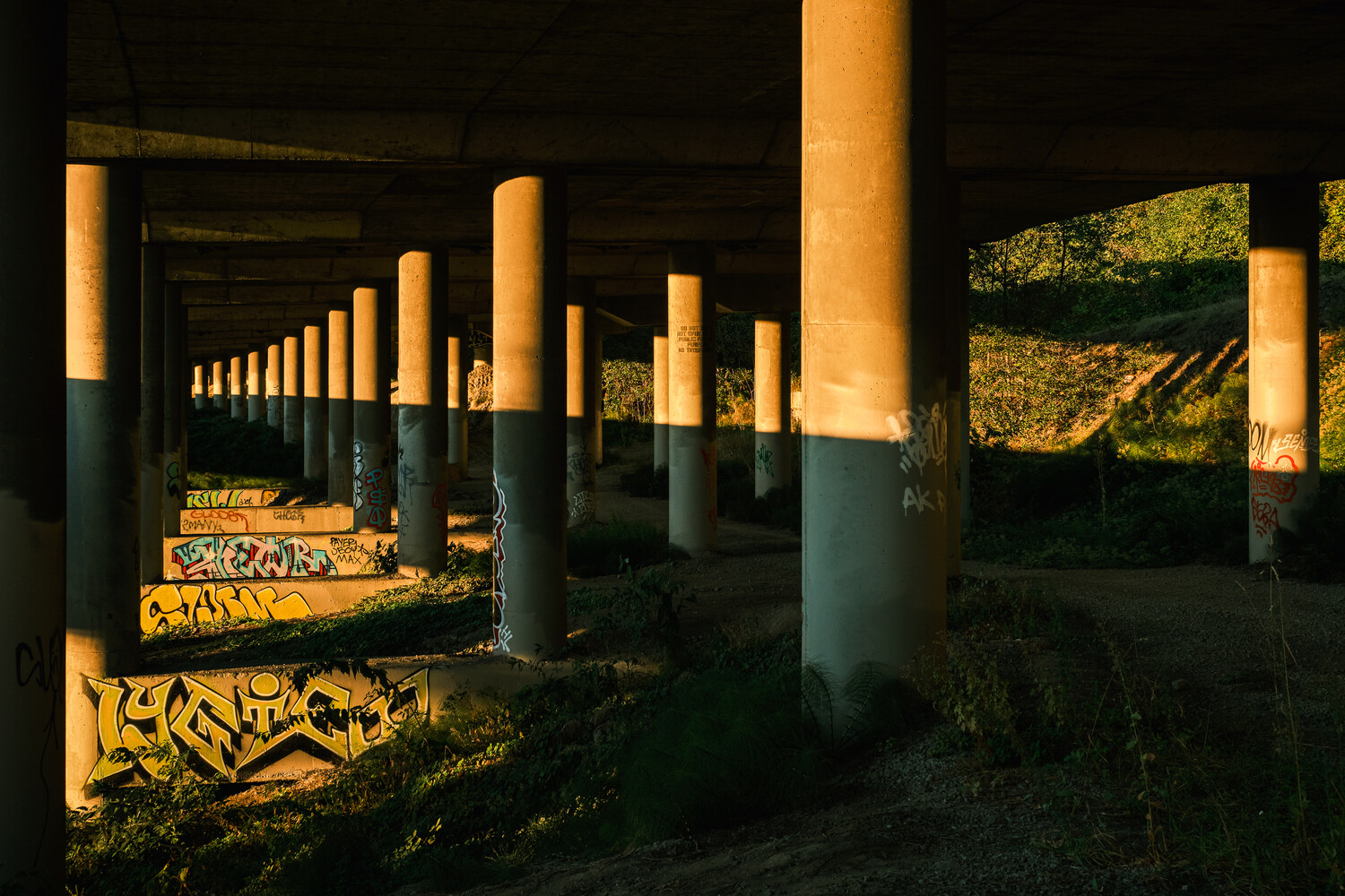 The Jungle, 2024